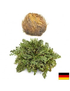 Йерихонска роза, 1 бр х 100 g