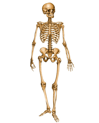 човешкото тяло