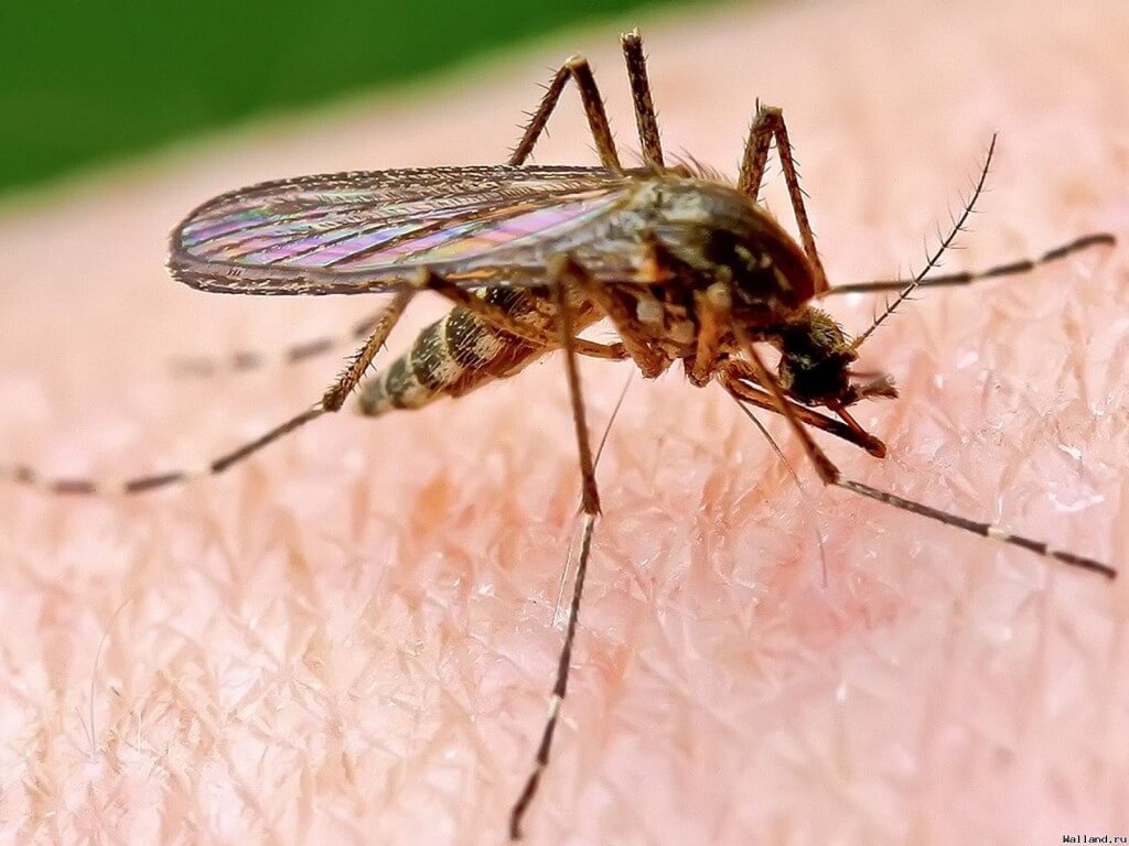 komari, lepenki protiv komari
