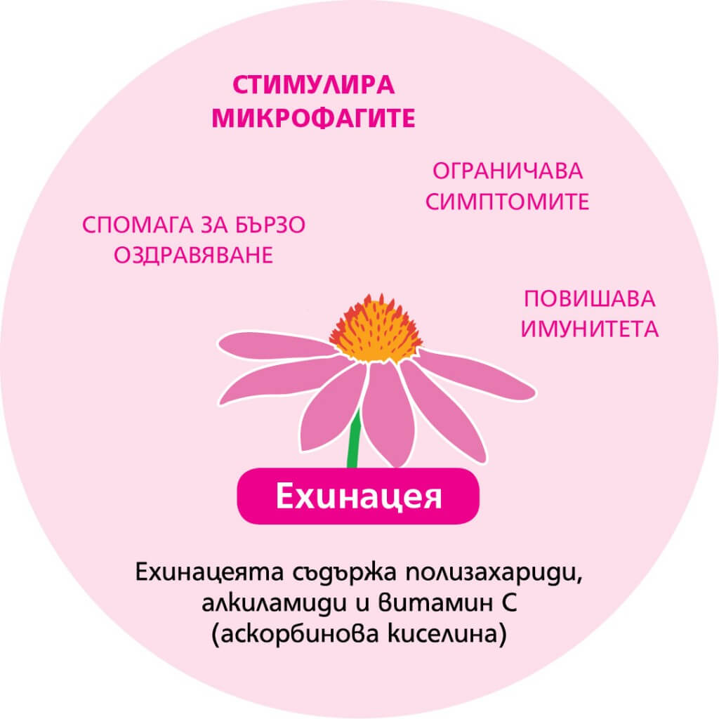 systavki-echinacea