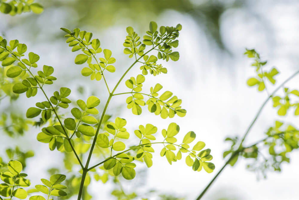 Моринга капсули