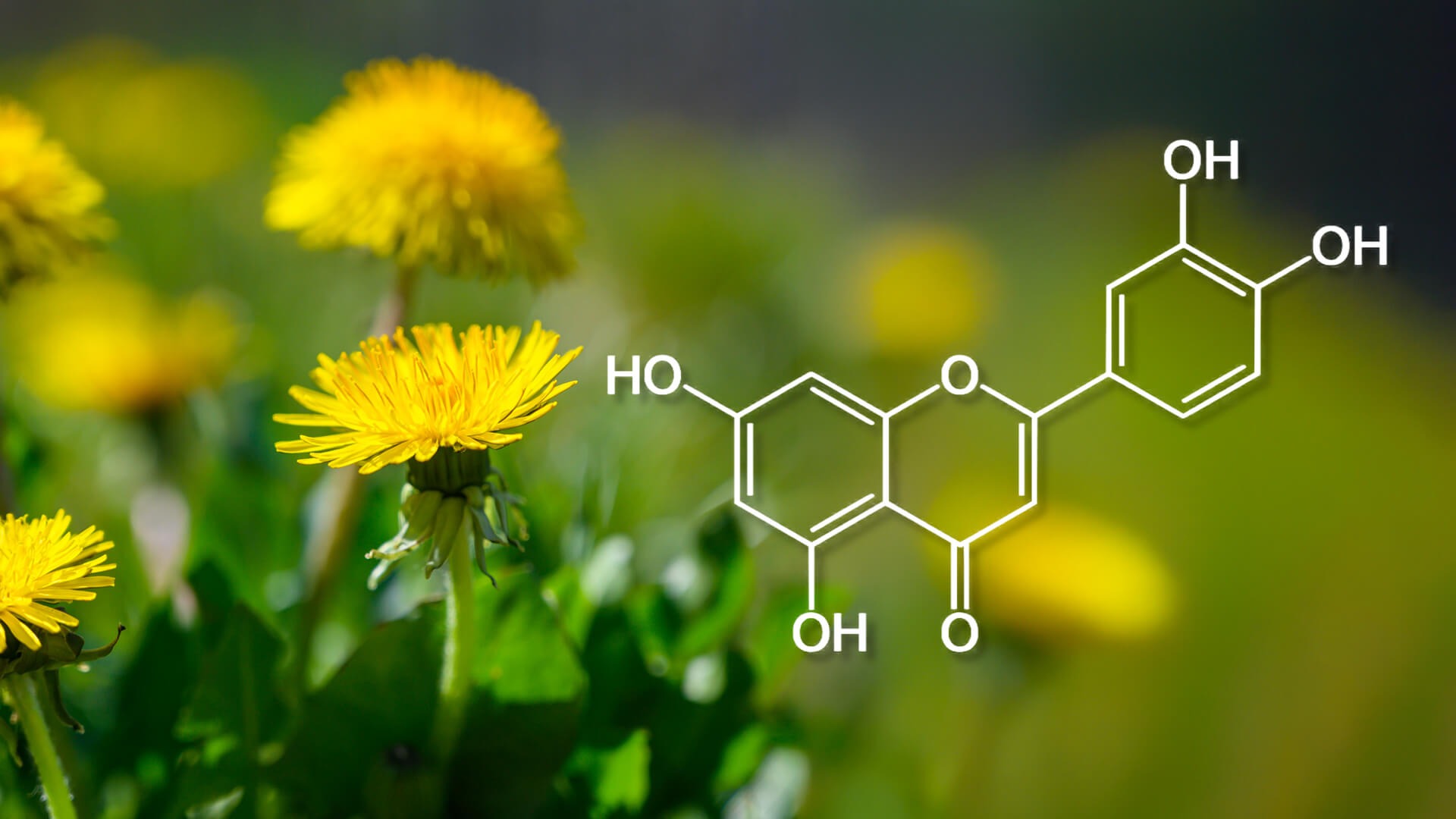 Лутеолин-алергии-възпаление