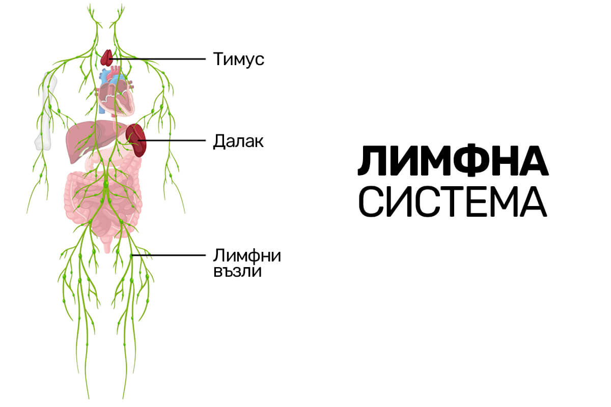 Лимфна система