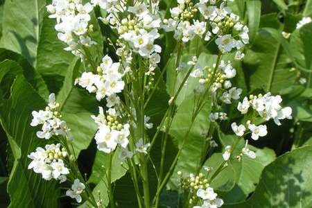 Какво представлява хряна