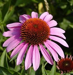 Безопасна ли е ехинацеята за детето? 