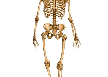 Рубрика РЕЙКИ: Устройството на човека (втора част)