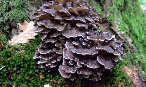 Защо е толкова полезна гъбата Майтаке?