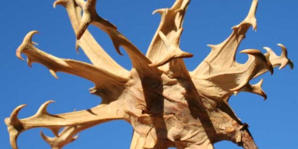 Дяволският нокът е същински дявол за много болести