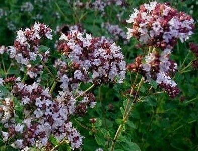 Риганът – най-силният антиоксидант 