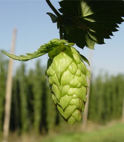 Преборете затлъстяването с хмел