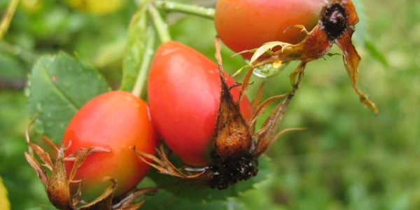 Шипката пази от инфаркт и диабет