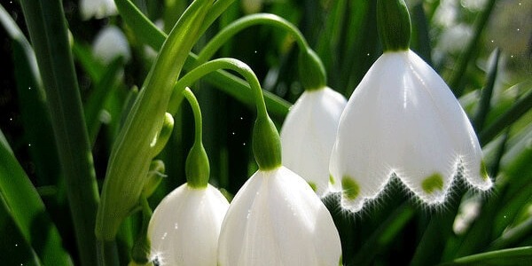 Кокичето стимулира мозъка