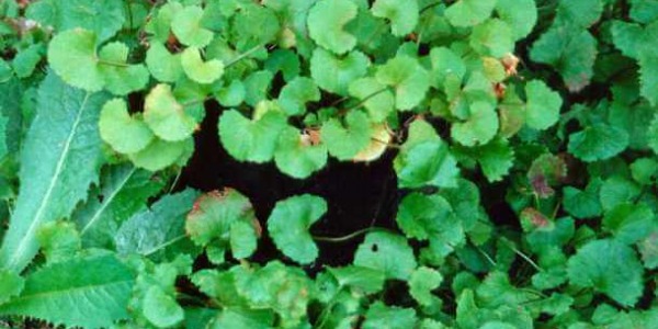 Екстракт от Готу Кола спира остаряването на кожата