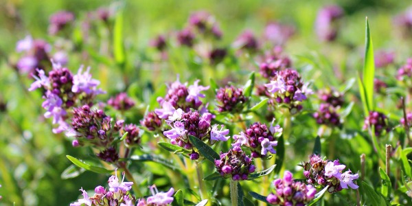 Целебните свойства на мащерката