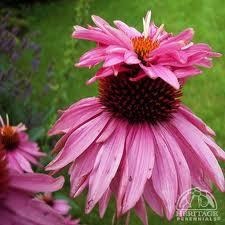 Доказано: Екстракт от ехинацея защитава от простуда	