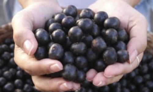 За ползите от Акай бери