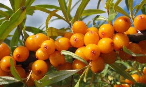 Ракитник – истински дар от природата