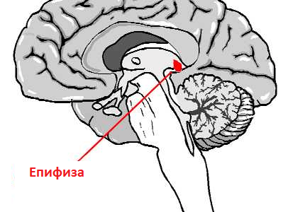 Топ 7 продукти за епифизата