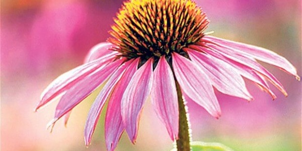 Ехинацея – чуден лек за настинки и инфекции