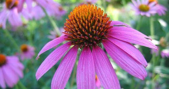 Проучванията категорично доказват ползите от Ехинацея