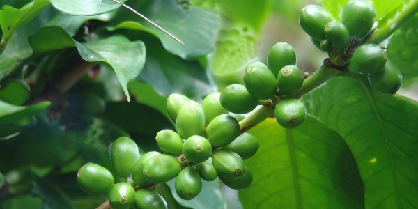 Зелено Кафе - помощник в борбата с излишните килограми