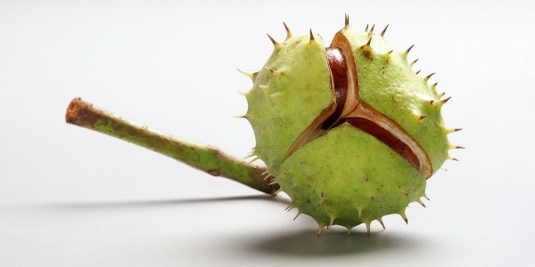 Какво още не знаем за конския (див) кестен?