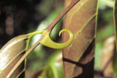 Открийте невероятните лечебни свойства на котешкия нокът