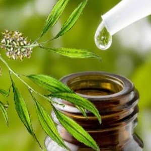 Масло от чаено дърво: уникално антибактериално и противогъбично средство!