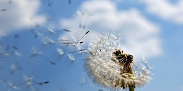 Глухарчето – истинско природно чудо!