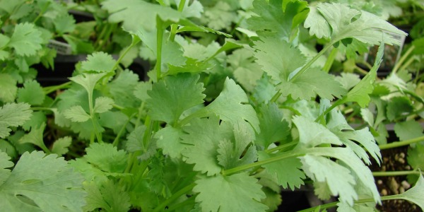Кориандър – лечебна и питателна храна!