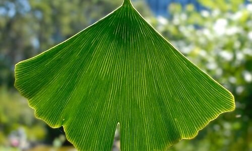 Гинко Билоба – дървото на живота