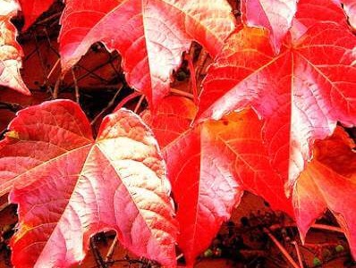 Червена лоза – тайната на здравото сърце