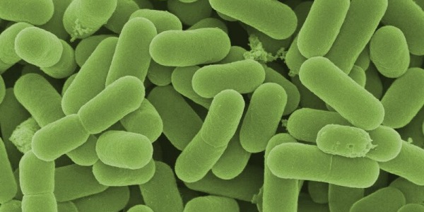 Защо пробиотиците са ефективни срещу акне?