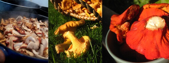 Защо медицинските гъби са полезни за Вас?