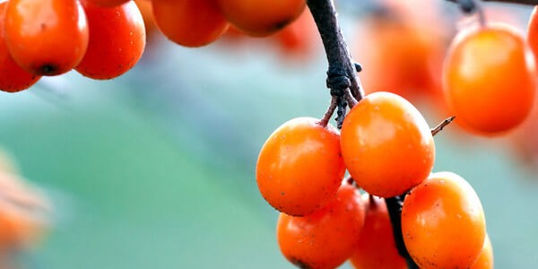 Омега 7: естествен и ефикасен лек срещу метаболитния синдром