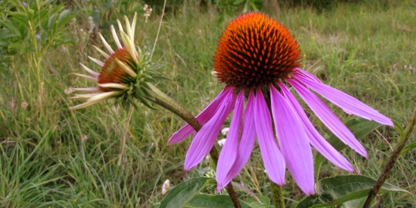 Как да се храним, за да се предпазим от вируси
