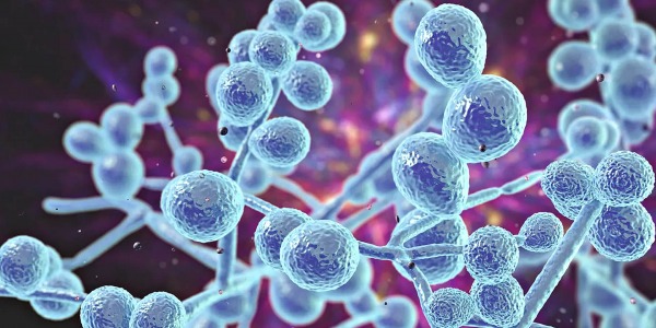 Кандида: тихата напаст!