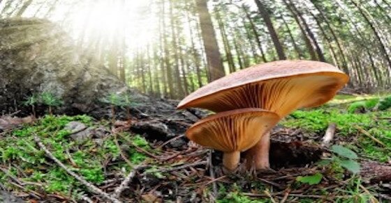 Медицинските гъби – мощна защита срещу най-страшните заболявания!