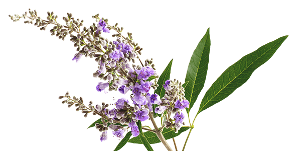 Витекс за перфектно женско здраве!