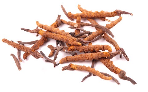 Кордицепцс – лечебната гъба с уникални медицински качества!