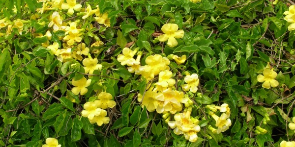 Котешки нокът – една билка, много ползи!