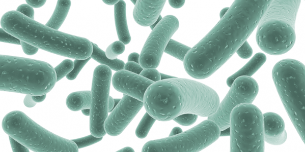 Всичко, което трябва да знаете за пробиотиците!