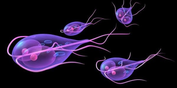 Паразитите в организма са тихото зло!