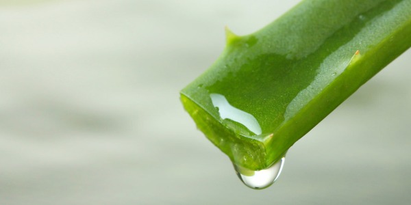 Алое вера: растение чудо и естествен природен лек!
