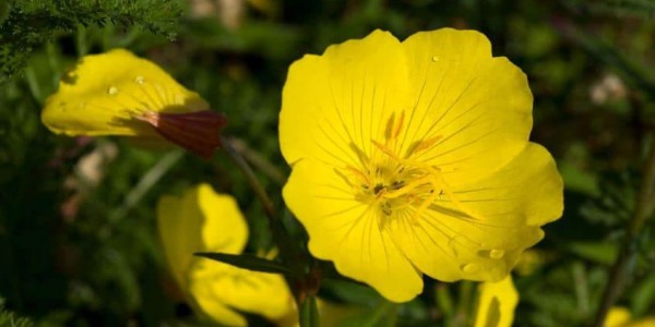 Основни ползи на маслото от вечерна иглика