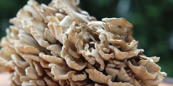 Майтаке: лечебна гъба с невероятно оздравяващ ефект!