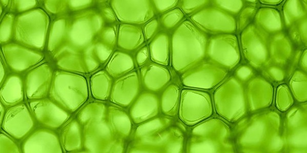 Хлорофилът блокира абсорбцията на токсични карциногени