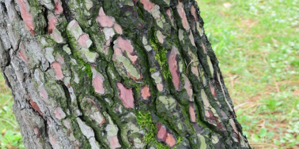 Пикногенол – панацеята на всички времена!