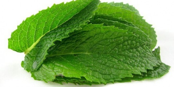 Масло от мента – чуден лек за стомаха и не само!