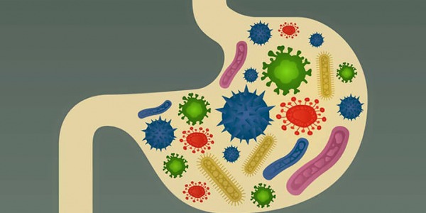 Балансираният чревен микробим: стабилна основа за добро здраве 
